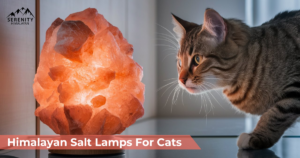 salt-lamps-and-cats